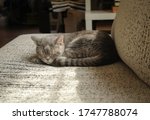 grey cat short hair sleeping on ... | Shutterstock . vector #1747788074
