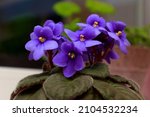 Blossoming deep blue purple colored african violet flower saintpaulia on windowsill. Flowering Saintpaulias.