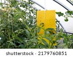 Small photo of Trap for catching harmful insects with a sticky layer in a greenhouse among seedlings of tomato plants. Yellow traps are sticky traps with which harmful insects are caught at farm