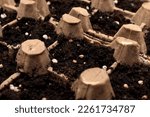 Small photo of Radish seeds sown in the ground or soil in agg trays. A hand sowing seed on tray. The concept of reuse, recycling and composting, spring sowing, gardening.