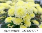 Yellow Chrysanthemum Close Up...