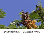 Small photo of Large Reappearance butterfly in a tree