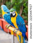 The blue gold macaw's...