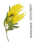 Small photo of cut branch of fresh flowering mimosa, yellow acacia, isolated