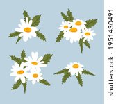 set of chamomile daisy bouquets ... | Shutterstock .eps vector #1951430491