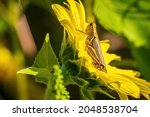 A Large Grasshopper Rests On A...