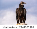 A Black Vulture Coragyps...