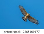 A red shouldered hawk in flight ...