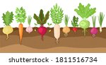 planted vegetables. cartoon... | Shutterstock .eps vector #1811516734