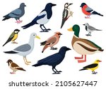 cartoon city birds  sparrow ... | Shutterstock .eps vector #2105627447