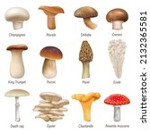 Realistic Mushrooms  Edible And ...