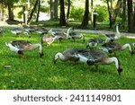 Geese feeding on the grass, raising geese, groups of geese living in flocks