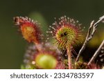 The sundew is a small wild...