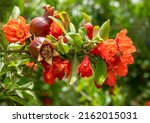Red  Pomegranate Flowers On...