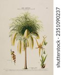 Vintage botanical illustration...