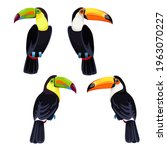 Tropical birds set. Rainbow-billed toucan and Red-billed toucan. Colorful vector, isolated, transparent background.