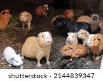 Small photo of Cuy Peruano or guinea pig is a mammal native to the Andean region of Bolivia, Colombia, Ecuador and Peru. The Peruvian Cuy has a high nutritional value.