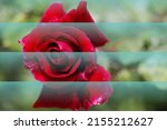 Artistic Composition Of Rose...