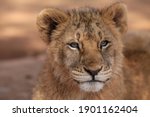 Adorable African Lion Cub...