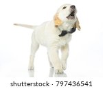 Small photo of cute puppy in bow tie isolated on white studio shot retriever standing singing howling yowl barking