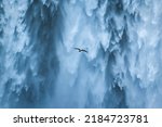 Close up Seagull bird flying near the Skogafoss waterfall flowing in summer at Iceland