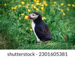 Atlantic Puffin Bird or Fratercula Arctica living at the cliff with wild flower in north atlantic ocean on summer at Borgarfjardarhofn, Iceland