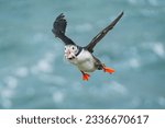 Adorable Atlantic puffin or fratercula arctica flying and catching eel in Atlantic ocean during summer at Iceland