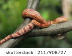 Corn snake is a North American species of rat snake.