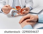 Prostate disease and treatment. Male reproductive system anatomical model in doctors hands close-up during consultation of male patient with suspected bacterial prostatitis