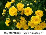 Bush of climbing yellow roses in the garden