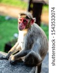Small photo of Red faced monkey staring at camera