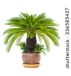 Palm Tree Cycas Revoluta In...