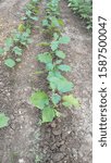 Small photo of Indian brinjal /eggplant crop field at growing stages