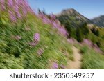 Intentional Camera Movement (ICM) is used with a diagonal movement to create an impression of hiking trail high on the Yellow Aster Butte Trail near Mt. Baker