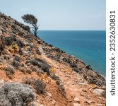 Section of E4 Long Distance European walking trail between Agia Roumeli and Loutro in Southern Crete, hugs the steep cliffs between mountains and the sea. Bent tree shows prevailing wind direction.
