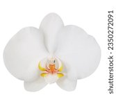 White orchid isolated on white...