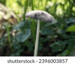 Small photo of panaeolus foenisecii .mower's mushroom, haymaker or brown hay mushroom
