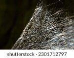 Spider net, spider web, or cobweb isolated on black background. Selective focus. Colorful light reflection on the net. Abstract illustration. 