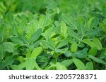 Arachis hypogaea L. (Also called Kacang tanah, peanut, groundnut, goober, pindar, monkey nut) plant in the nature