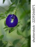 Small photo of Eurocarpum (Also called ternatea tourn, telang, Clitoria ternatea, Asian pigeonwings, bluebellvine, blue pea, butterfly pea, cordofan pea, Darwin pea) The flower often used herbal drink