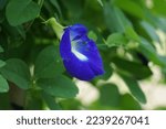 Small photo of Eurocarpum (Also called ternatea tourn, telang, Clitoria ternatea, Asian pigeonwings, bluebellvine, blue pea, butterfly pea, cordofan pea, Darwin pea) The flower often used herbal drink