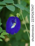 Small photo of Eurocarpum (Also called ternatea tourn, telang, Clitoria ternatea, Asian pigeonwings, bluebellvine, blue pea, butterfly pea, cordofan pea, Darwin pea) The flower often used herbal drink