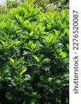 Small photo of Filicium decipiens (Also called ferntree, fern tree, fern leaf tree, Kerai payung, kiara payung, ki sabun ). It is planted as an ornamental tree in the Indian subcontinent, Indonesia, Hawaii etc