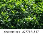 Small photo of Filicium decipiens (Also called ferntree, fern tree, fern leaf tree, Kerai payung, kiara payung, ki sabun ). It is planted as an ornamental tree in the Indian subcontinent, Indonesia, Hawaii etc