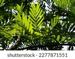 Small photo of Filicium decipiens (Also called ferntree, fern tree, fern leaf tree, Kerai payung, kiara payung, ki sabun ). It is planted as an ornamental tree in the Indian subcontinent, Indonesia, Hawaii etc