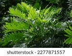 Small photo of Filicium decipiens (Also called ferntree, fern tree, fern leaf tree, Kerai payung, kiara payung, ki sabun ). It is planted as an ornamental tree in the Indian subcontinent, Indonesia, Hawaii etc