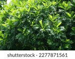 Small photo of Filicium decipiens (Also called ferntree, fern tree, fern leaf tree, Kerai payung, kiara payung, ki sabun ). It is planted as an ornamental tree in the Indian subcontinent, Indonesia, Hawaii etc