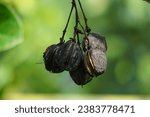 Small photo of The fruit of Jatropha curcas (Also called jarak pagar, physic nut, Barbados nut, poison nut, bubble bush, castor oil plant, hedge castor oil plant) leaves. Indonesian use the latex to stop bleeding