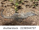 Small photo of Monitor Lizard at Cleland Conservation Park