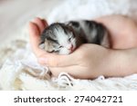 Kitten On A Palm Of A Hand